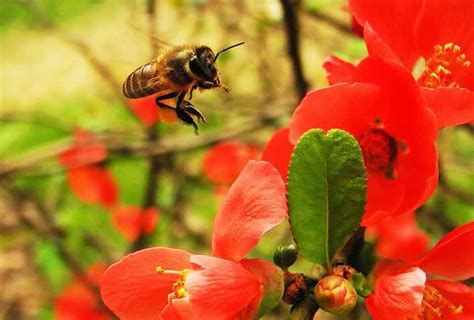 蜜蜂进家是什么意思|蜜蜂进家里有什么预兆？